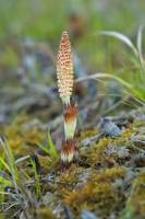 Grande Prêle - Epi sporifère sur tige fertile isolée (Equisetum telmateia)